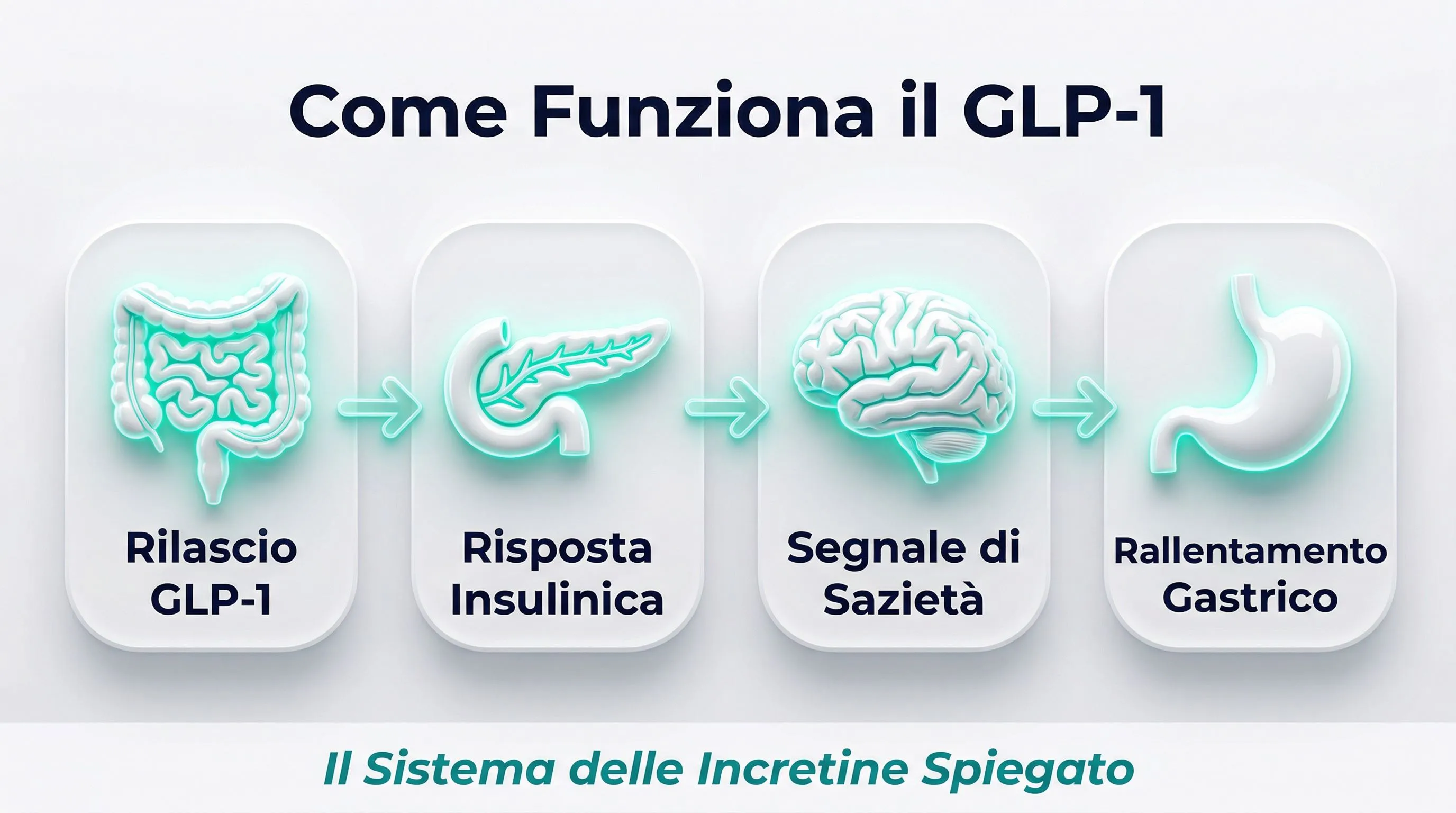 Infografica meccanismo GLP-1: rilascio, insulina, sazietà, rallentamento gastrico