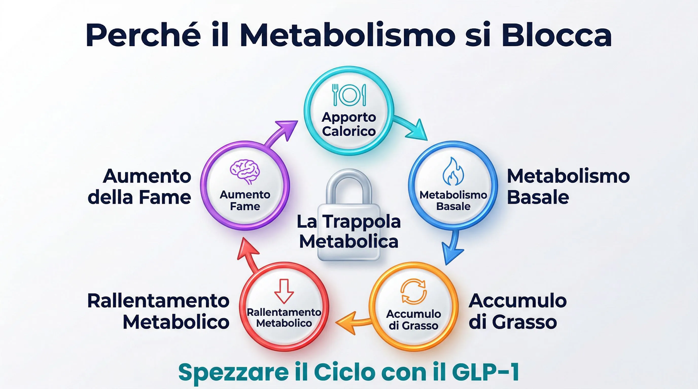 Infografica ciclo metabolico: la trappola del metabolismo e come il GLP-1 la rompe